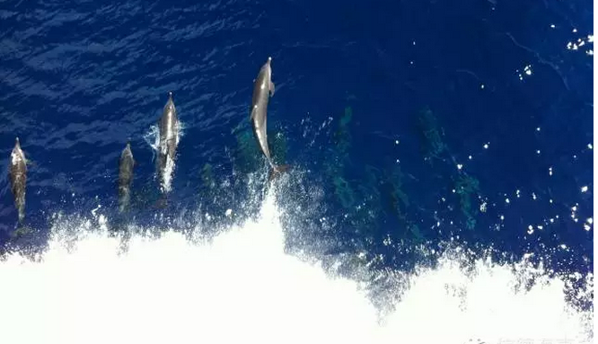 加勒比海，看20几只海豚与巨船齐飞