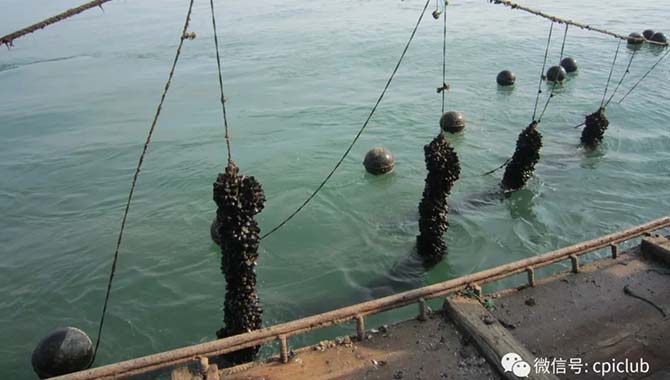 船舶误入沿海养殖区的风险探讨