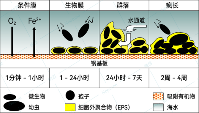 机器人自动化洗船，清除船舶污底，减少