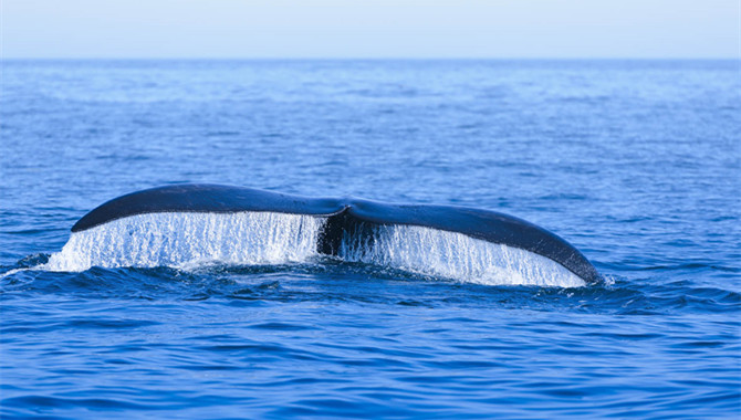 Slow down for right whales along the North American